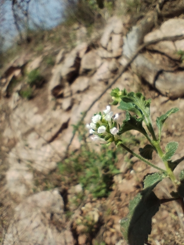 Lantana grisebachii, photograph 6