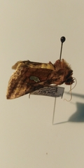 Autographa excelsa