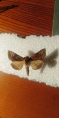 Autographa excelsa