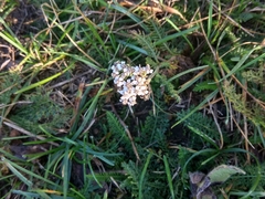 Achillea millefolium