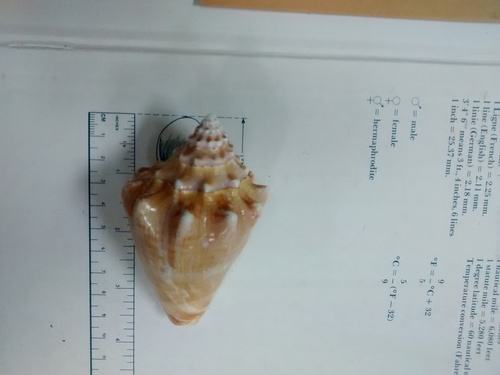 Milk Conch