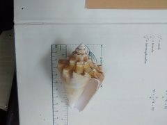 Macrostrombus costatus