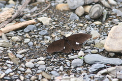 Papilio castor formosanus
