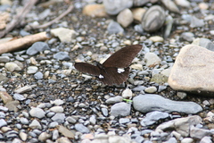 Papilio castor formosanus