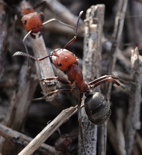 Western Thatching Ant photo 4