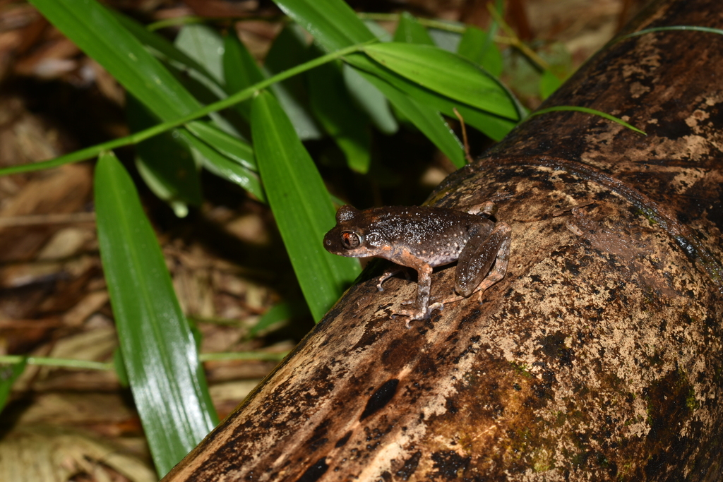 Katak-ramping Borneo (Leptobrachella gracilis)