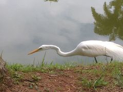 Ardea alba