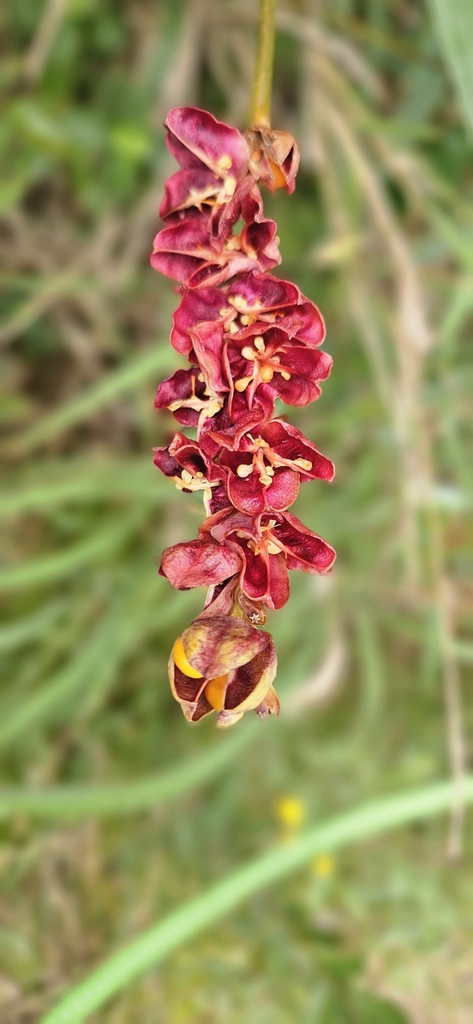 Chasmanthe aethiopica, Walmer, Gqeberha, South Africa, by stewart85911
