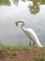 Ardea alba