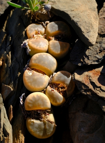 Lithops rugosa Dinter