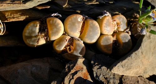 Lithops marthae Loesch & Tischer 3