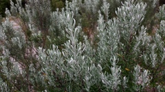 Olearia axillaris