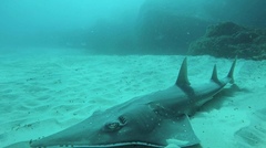 Rhynchobatus australiae