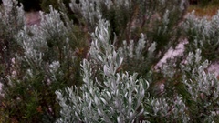 Olearia axillaris