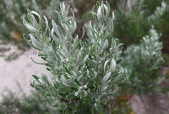 Olearia axillaris
