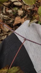 Rubus idaeus strigosus