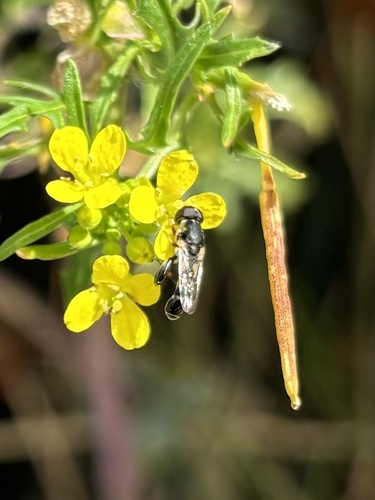 Unknown species found near Yellowstone National Park, Yellowstone National Park, WY, US