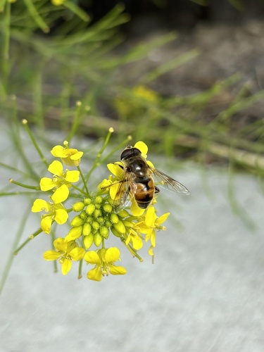 Unknown species found near Yellowstone National Park, Yellowstone National Park, WY, US