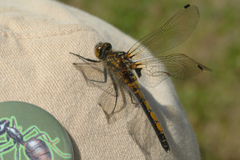 Leucorrhinia borealis