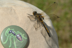 Leucorrhinia borealis