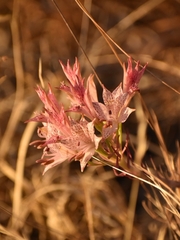 Alstroemeria garaventae, photograph (c) Cochi González, some rights reserved (CC BY)