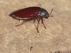 Sternocera chrysis