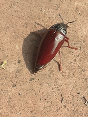 Sternocera chrysis
