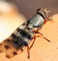 Ceroxys