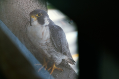 Falco peregrinus anatum