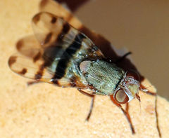 Ceroxys