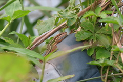 Takydromus viridipunctatus