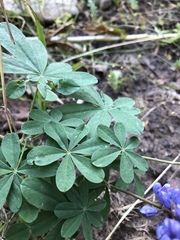 Lupinus parviflorus