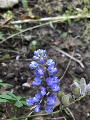 Lupinus parviflorus