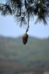 Pinus yunnanensis
