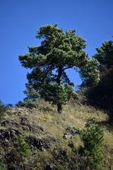 Pinus yunnanensis