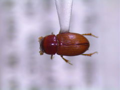 Alloblackburneus lentus