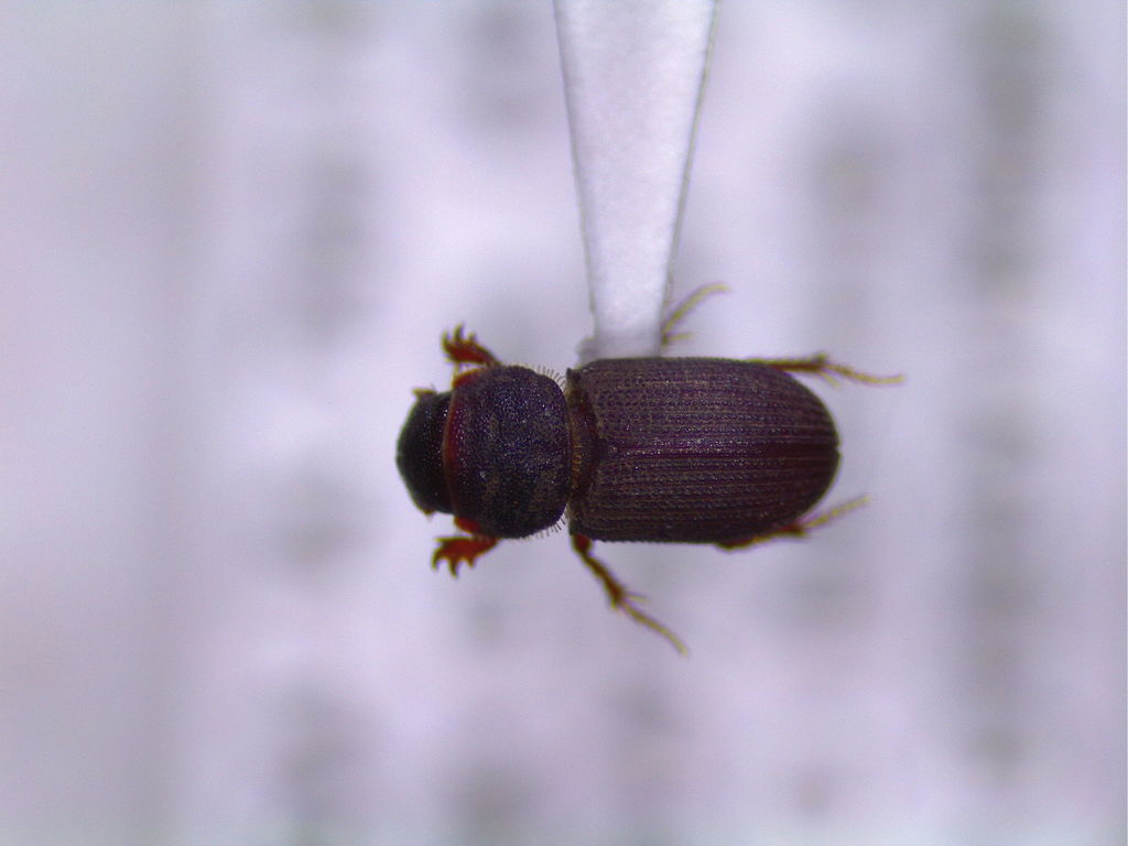 Rhyssemus sonatus