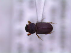 Rhyssemus sonatus