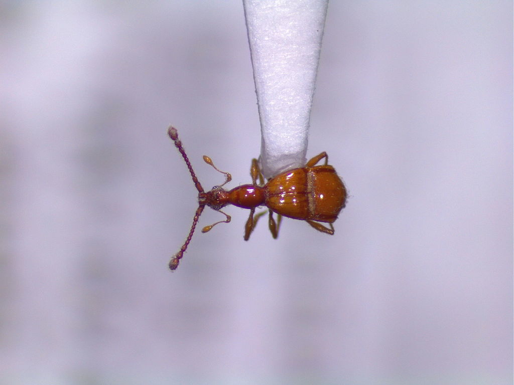 Pselaphus