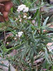 Stevia salicifolia