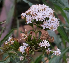 Stevia salicifolia