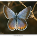 Plebulina emigdionis - Photo (c) Bill Bouton, μερικά δικαιώματα διατηρούνται (CC BY-SA)