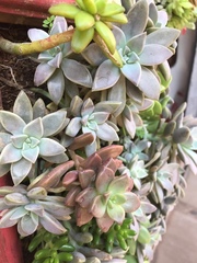 Graptopetalum