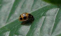 Zagreus decempunctatus