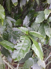 Castanopsis formosana