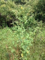 Simsia foetida