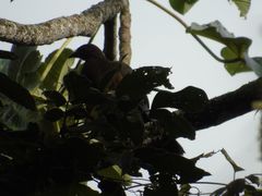 Chamaepetes goudotii