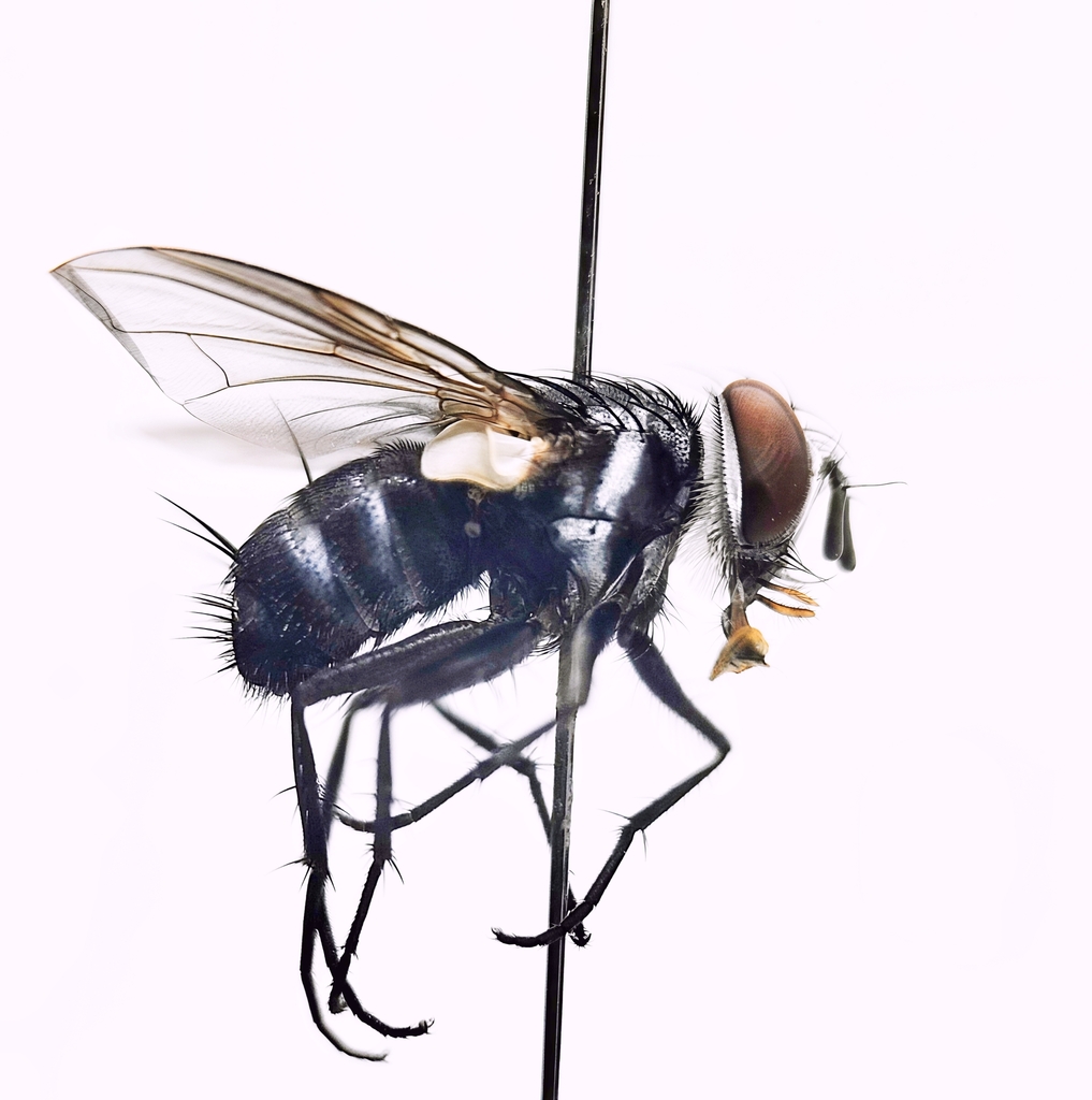 Senometopia leucomelas