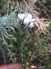 Aspalathus cephalotes