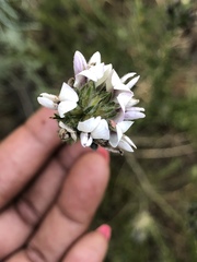Aspalathus cephalotes